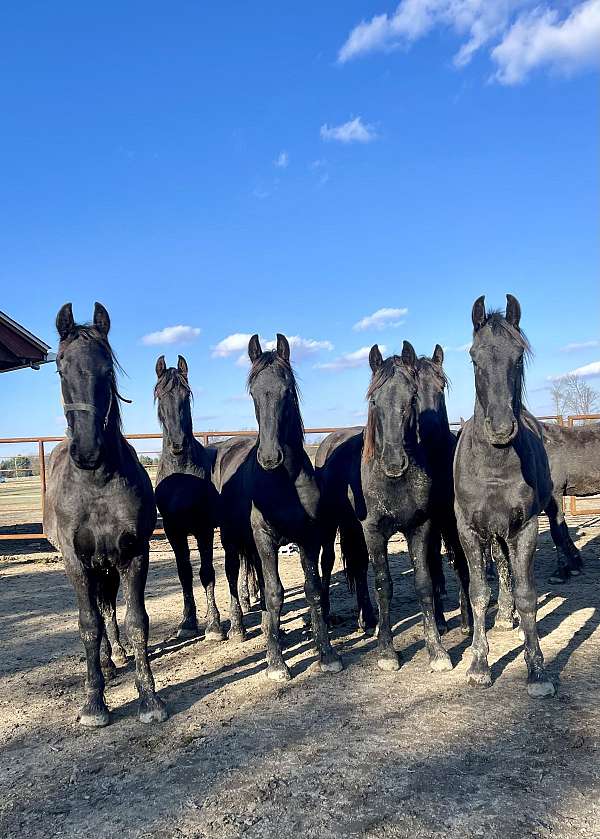 15-hand-friesian-horse