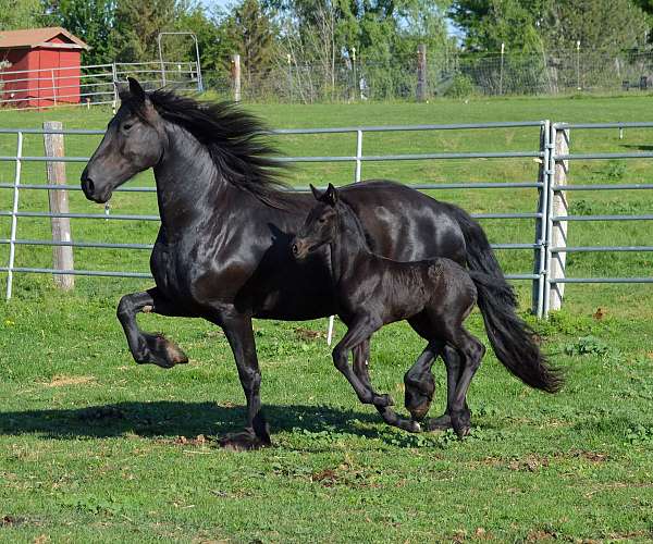 friesian-on-payments-horse