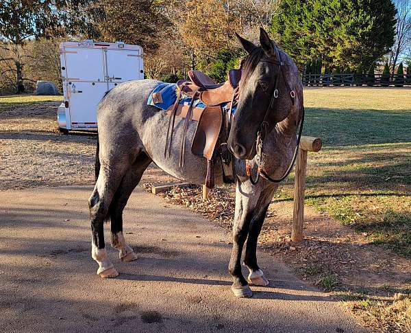 blue-roan-all-around-horse