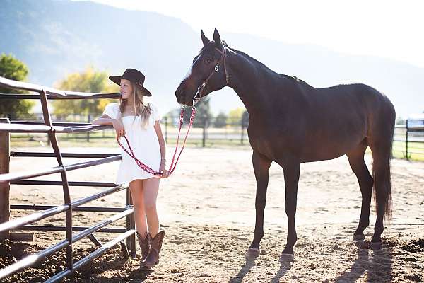 brown-white-stripe-horse