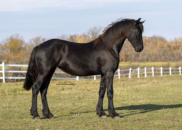julius-486-sport-elite-friesian-horse