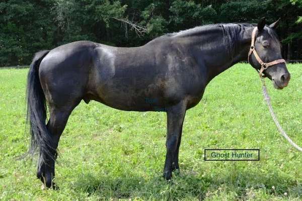 black-star-horse