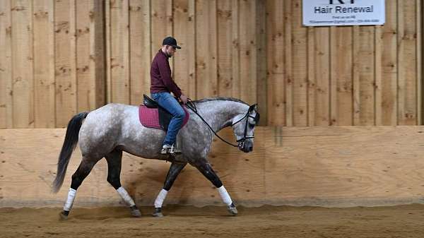 grey-dappled-horse