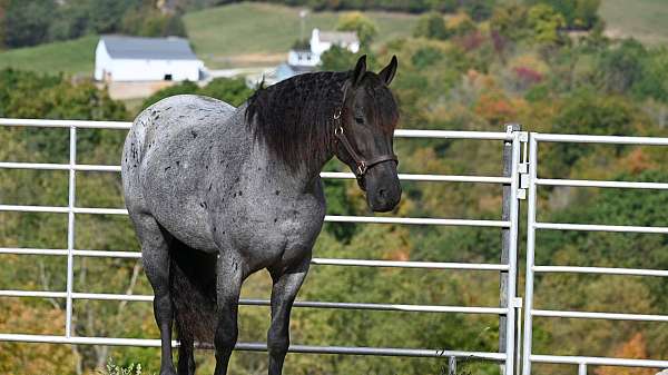 blue-roan-roan-friesian-quarter-horse-gelding