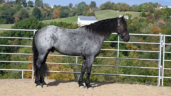 blue-roan-roan-friesian-quarter-horse-for-sale
