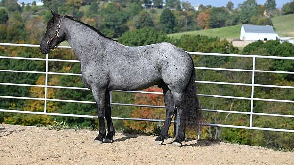 blue-roan-roan-friesian-quarter-horse