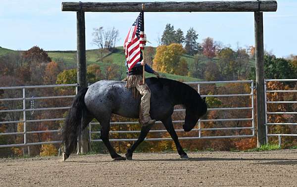 blue-roan-jumping-horse