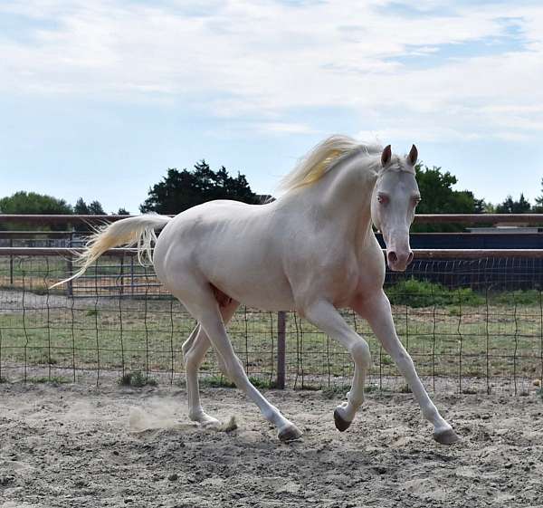 cremello-half-arabian-stallion