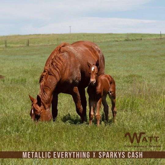 sparkys-cash-quarter-horse