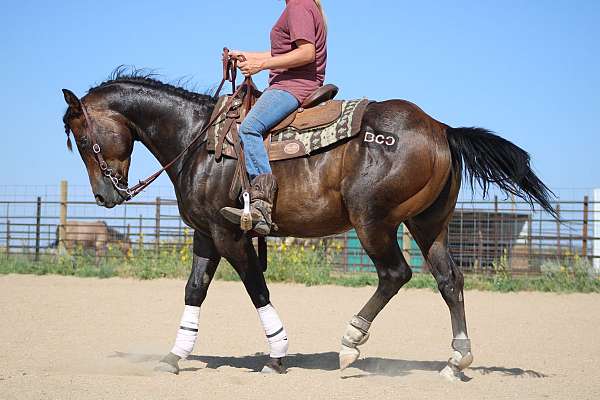 14-hand-quarter-horse-gelding