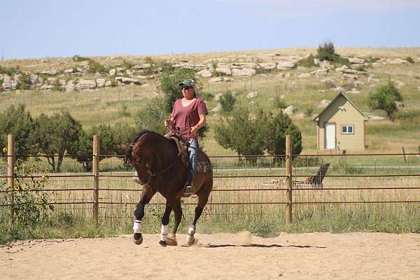 quarter-horse-gelding