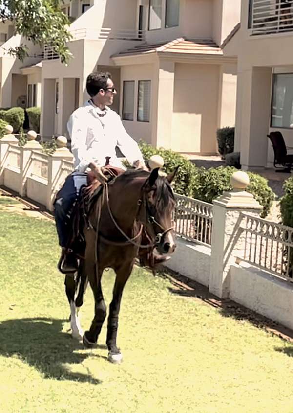 loving-arabian-horse
