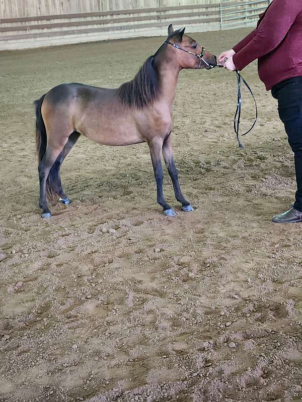 amhr-filly-mare