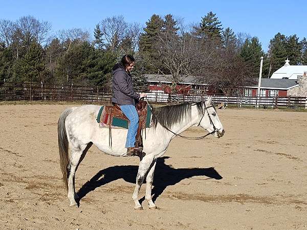 riding-gelding-thoroughbred-horse
