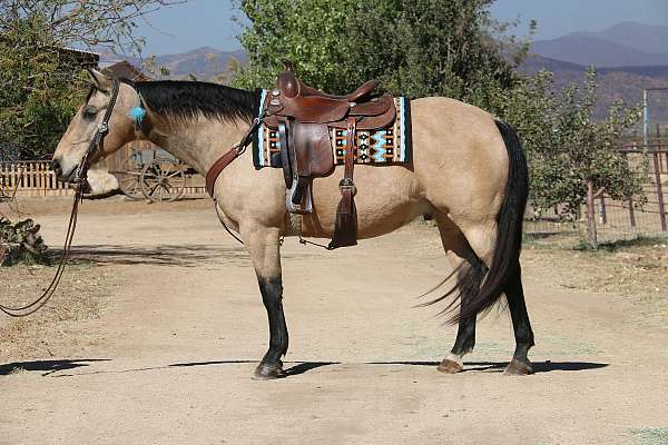 all-around-trail-riding-azteca-horse