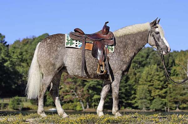 ranch-pony-gypsy-vanner