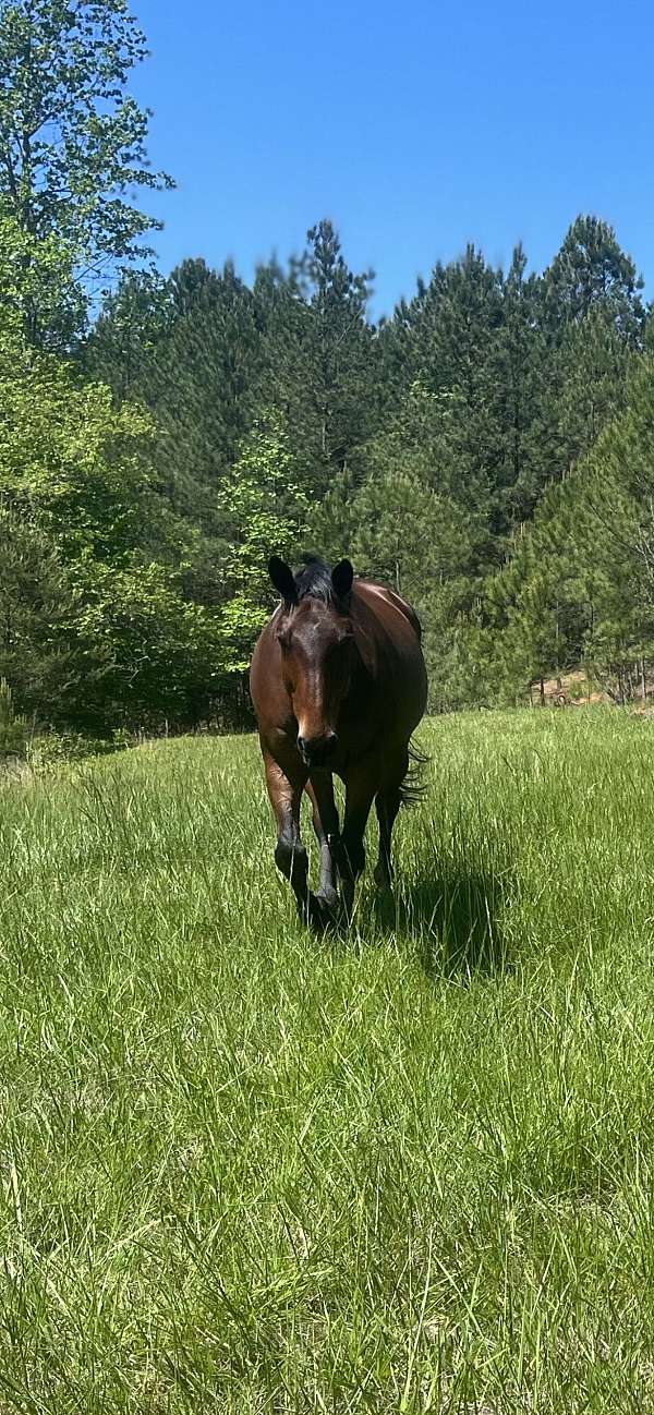 bay-brand-on-neck-horse