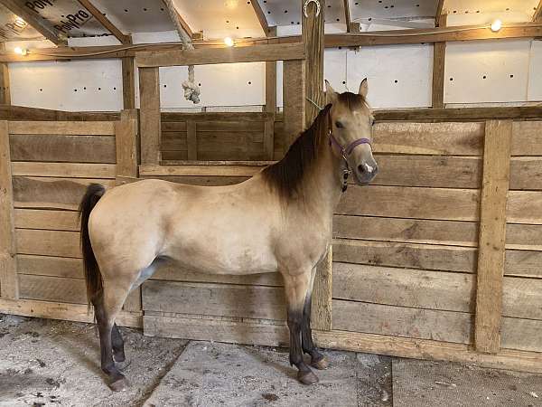 adults-welsh-cob-horse