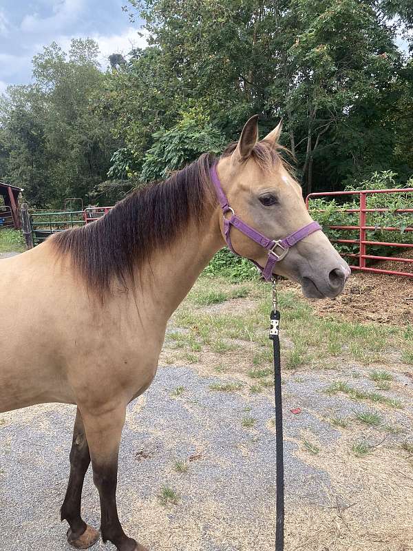 affordable-welsh-cob-horse