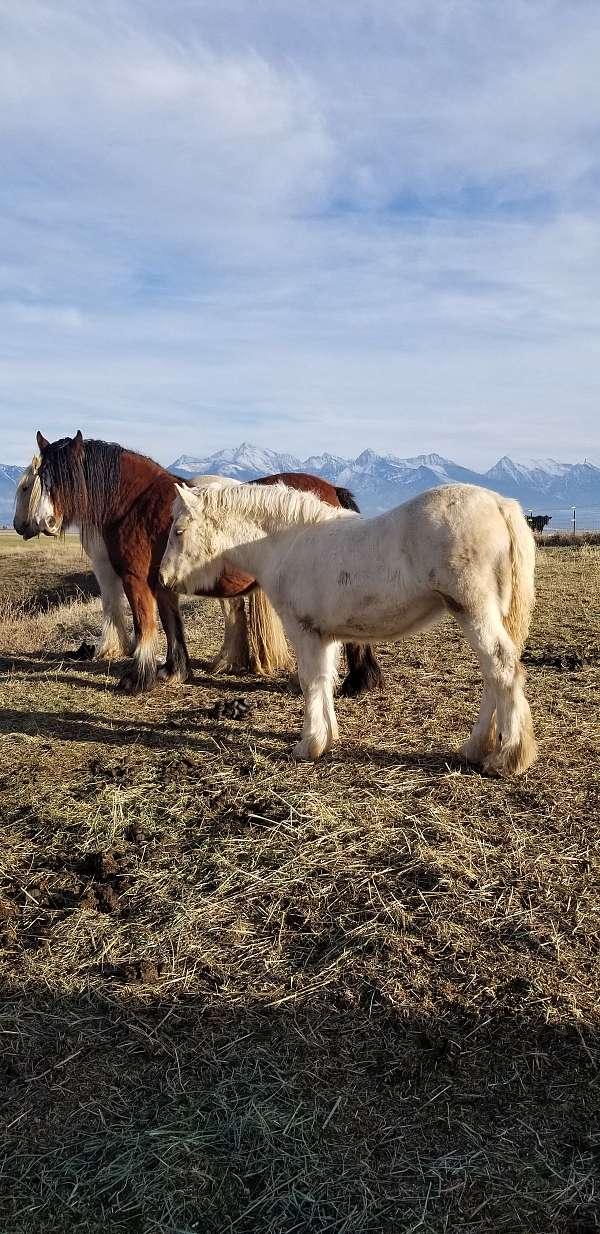 area-gypsy-vanner-horse