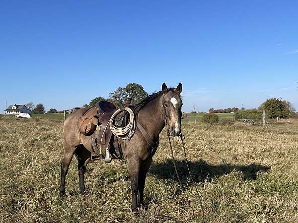 14-hand-quarter-horse-gelding