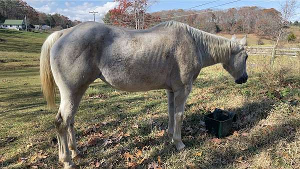 quarter-horse-mare