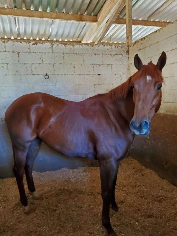 16-hand-thoroughbred-filly