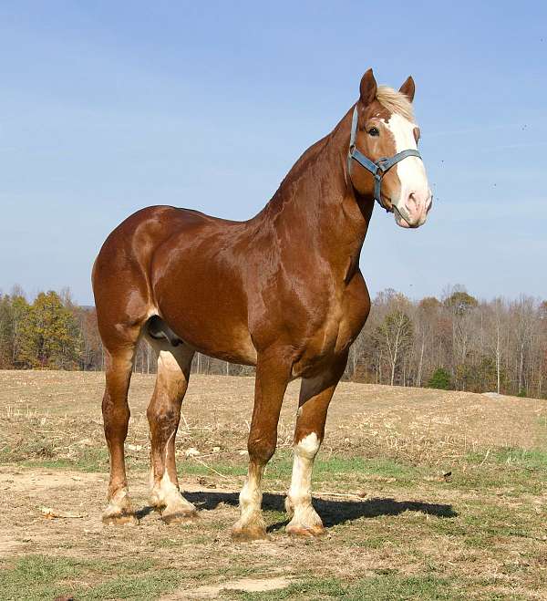 breeders-trust-belgian-horse