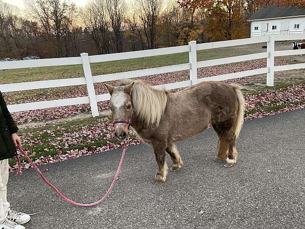 broke-miniature-pony