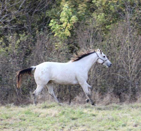 mounted-patrol-appaloosa-horse