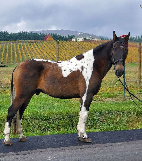 grulla-white-stunning-markings-horse