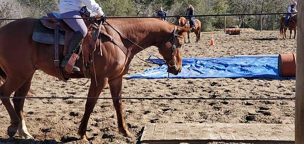 hunt-seat-equitation-appendix-horse