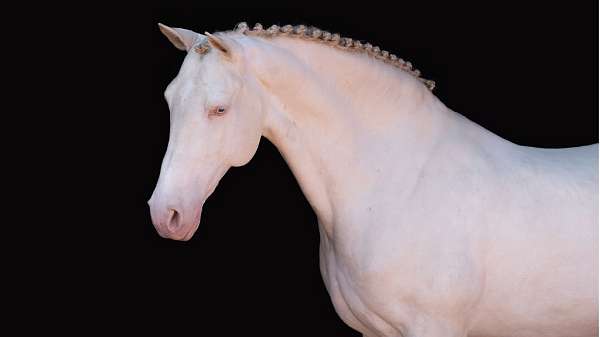 sant-george-level-lusitano-horse