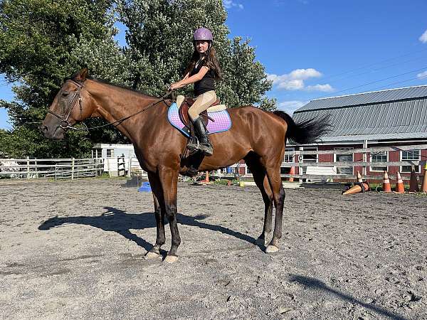 ahra-thoroughbred-gelding