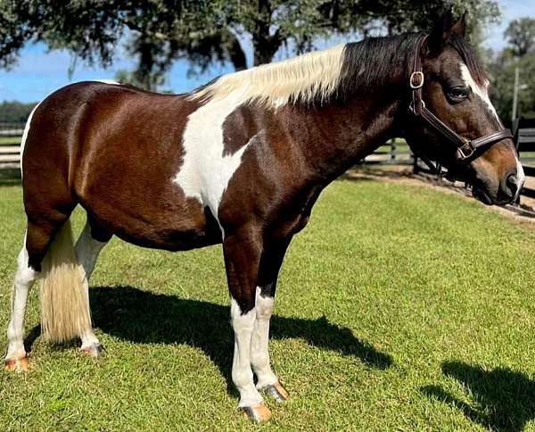 13-hand-quarter-pony-gelding