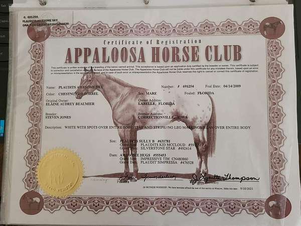 appaloosa-horse