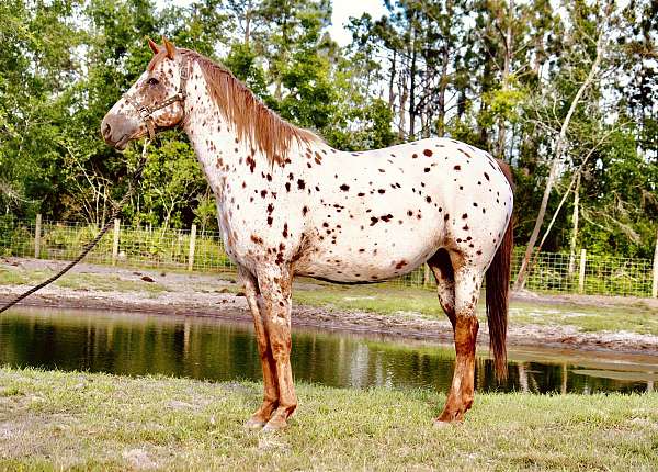 chestnut-leopard-appaloosa-horse