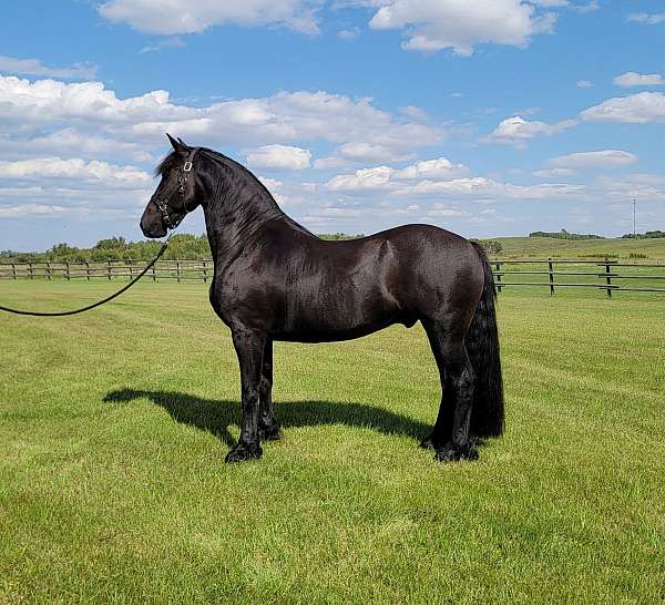 dressage-fei-friesian-horse