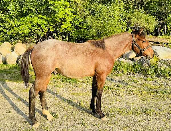 and-temperament-rocky-mountain-horse