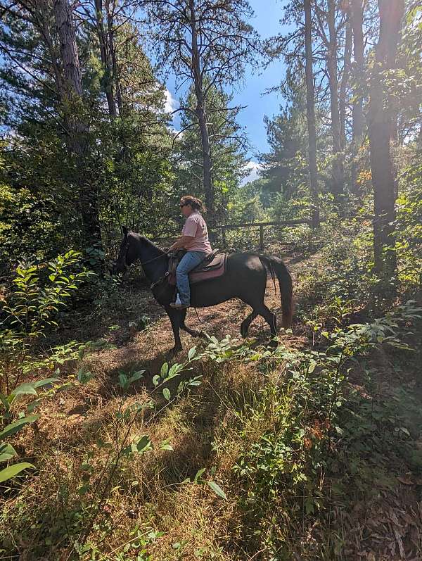 black-tennessee-walking-horse