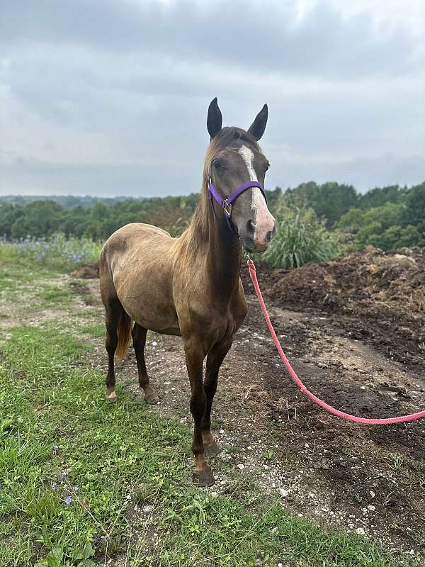 breeding-rocky-mountain-horse