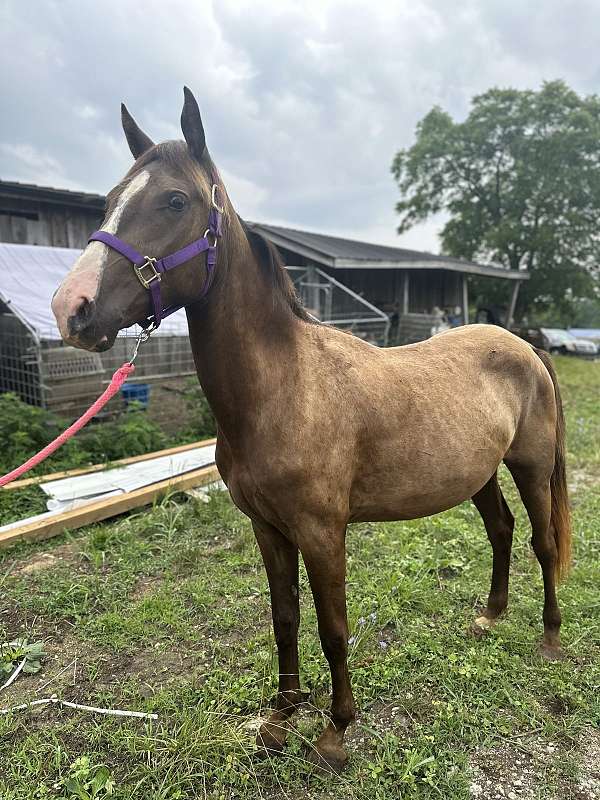 breeding-mare-rocky-mountain-horse