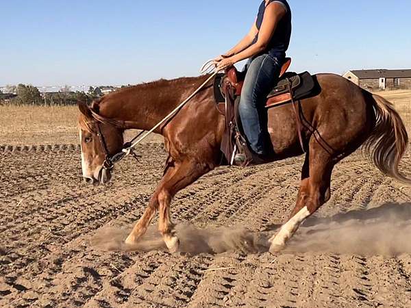 blaze-sock-horse