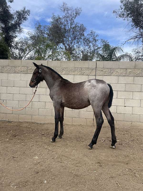 quarter-horse-colt