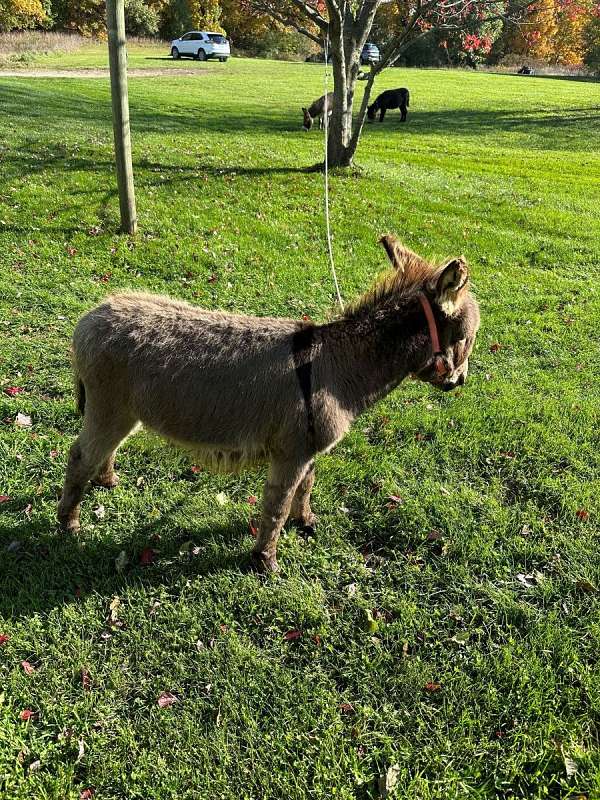 grey-dark-brown-stirpe-donkey