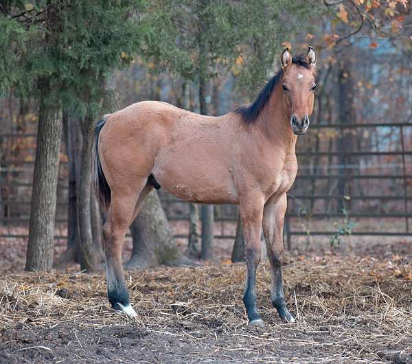 prca-quarter-horse