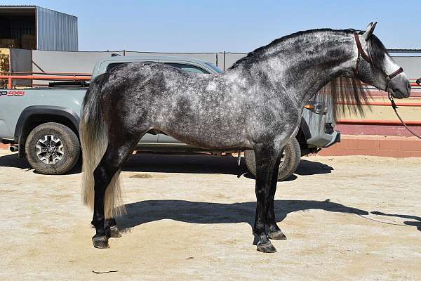 andalusian-horse
