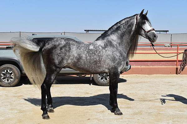 champion-bloodlines-horse