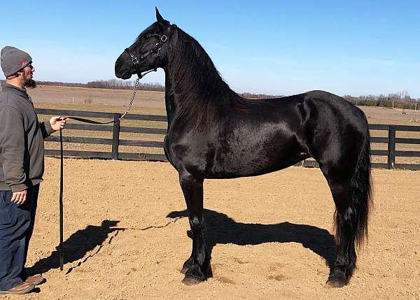 nice-filly-friesian-horse