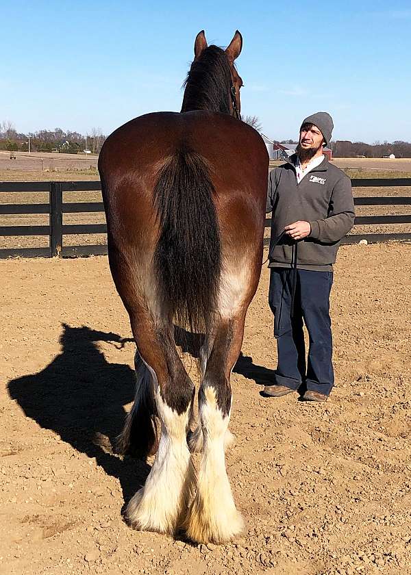 in-training-clydesdale-horse